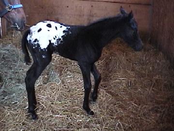 2003 Filly - "Bips"