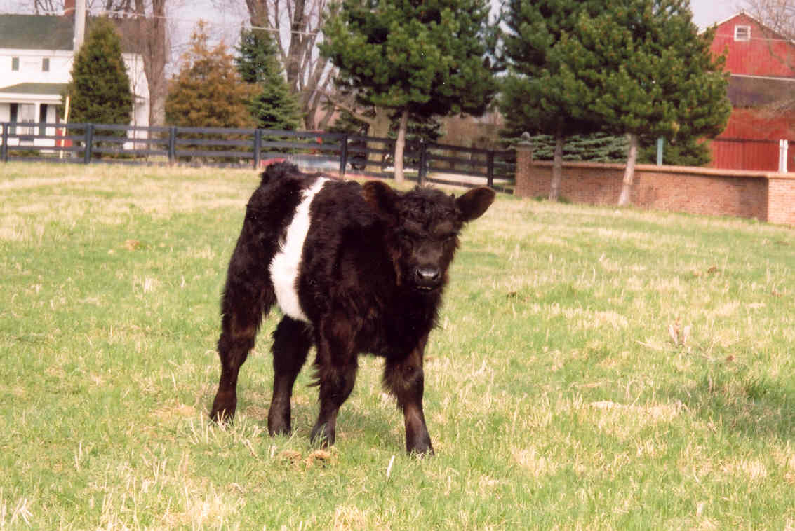Nabisco the calf