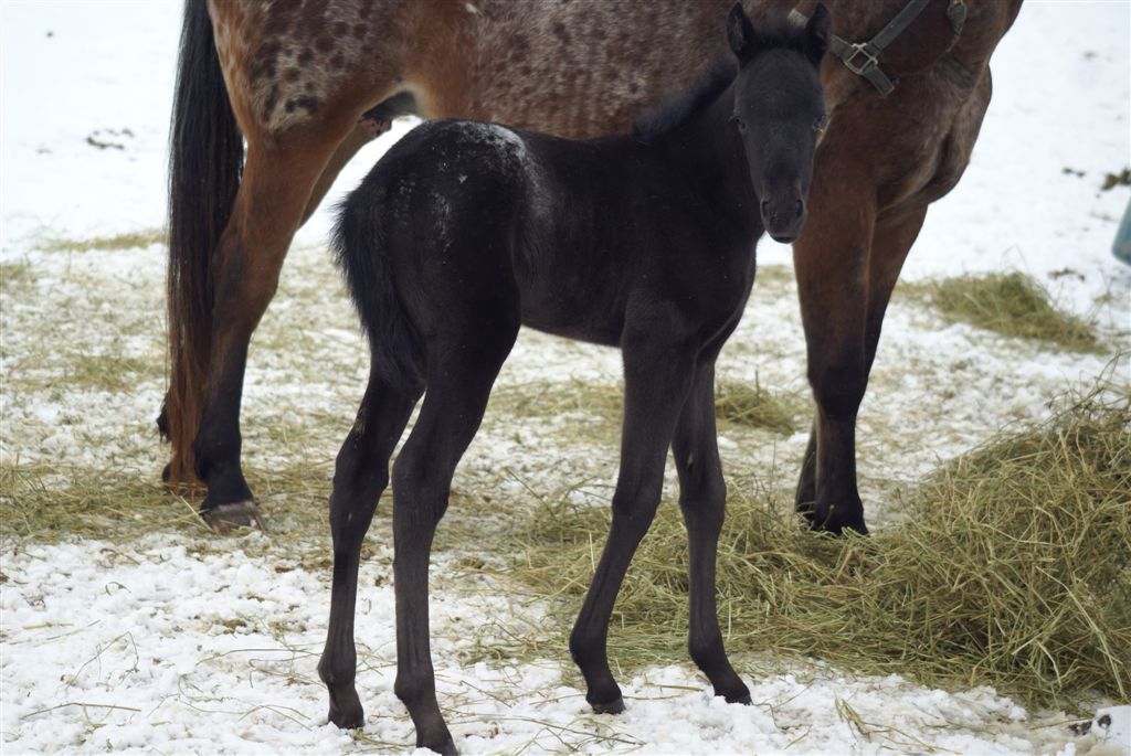 photo as weanling