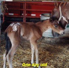 Macritchie Filly 2000