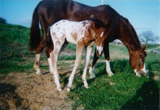 Wilke foal 2002